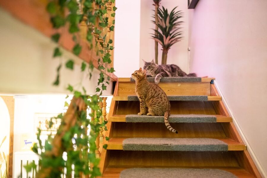 Budapest: Cat Museum Budapest Entry Ticket - Who This Experience Suits Best (and Who Should Consider Alternatives)