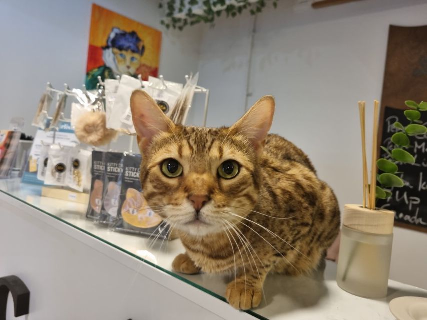 Budapest: Cat Museum Budapest Entry Ticket - Lower Level: Cats in the World and the Art You Can Actually Look At