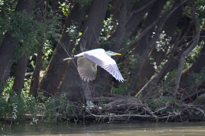 Budapest North Canoe Trip - Wildlife spotting and floodplain stories you can see with your own eyes