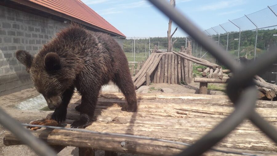 Budapest: Transport & Guided Tour of Bear and Wolf Sanctuary - Key highlights you will actually care about
