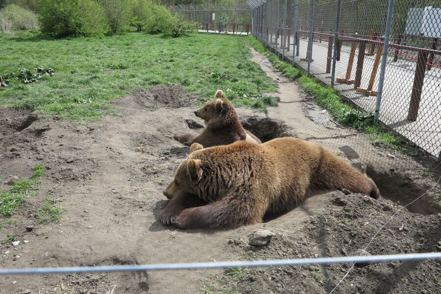 Budapest: Transport & Guided Tour of Bear and Wolf Sanctuary - The drive to Veresegyház: short enough to be comfortable, long enough to feel like an escape