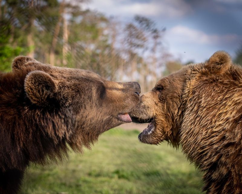 Budapest: Transport & Guided Tour of Bear and Wolf Sanctuary - Inside the sanctuary: the 2-hour guided tour plus your own fence-side time