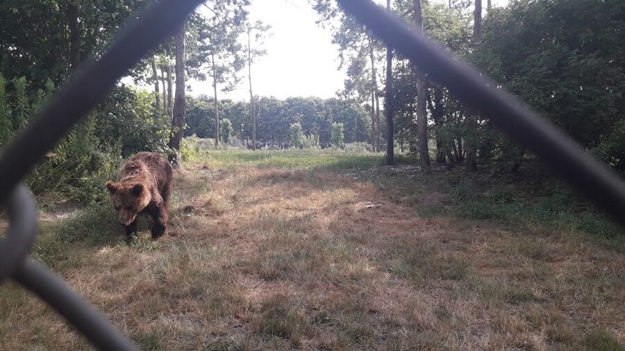 Budapest: Transport & Guided Tour of Bear and Wolf Sanctuary - Fruit feeding from the fence: special, but keep it respectful