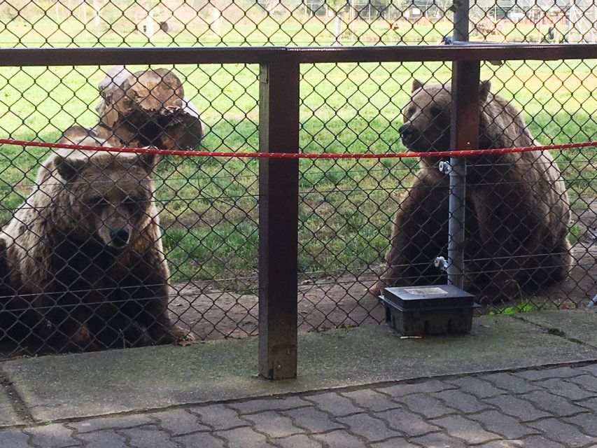 Budapest: Transport & Guided Tour of Bear and Wolf Sanctuary - Bears, grizzlies, and what the guide wants you to remember