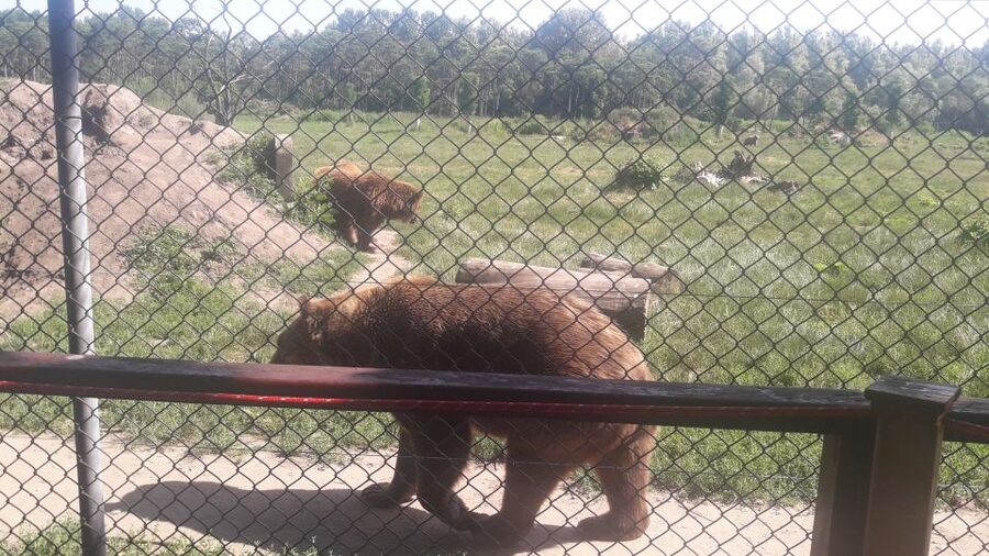 Budapest: Transport & Guided Tour of Bear and Wolf Sanctuary - Wolves, and why this combo tour works better than a single-animal outing