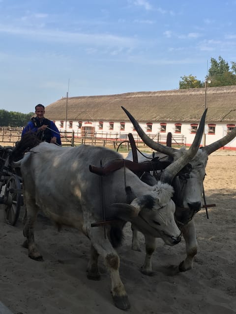 Countryside ranch, horse show & lunch - Key Points Worth Noticing