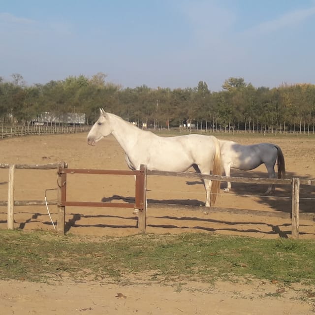 Countryside ranch, horse show & lunch - Tips to Make Your Day Go Smoothly