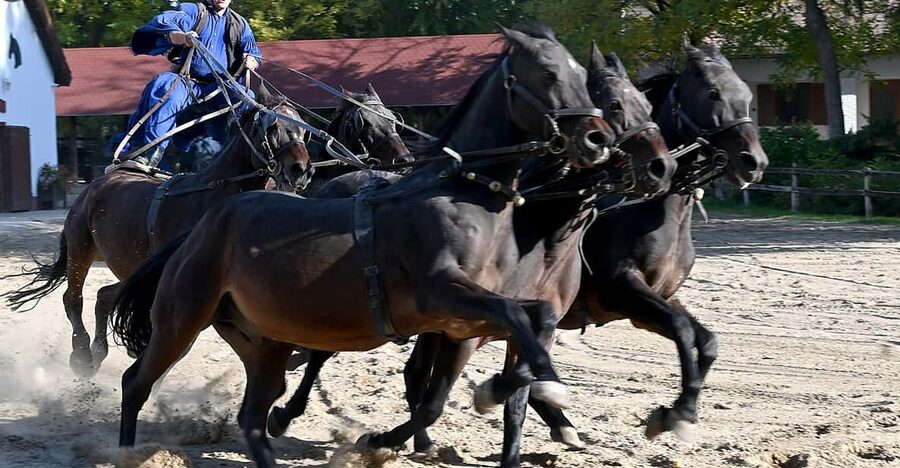 Countryside ranch, horse show & lunch - The Horse Show: Skills, Timing, and Cowboy Confidence