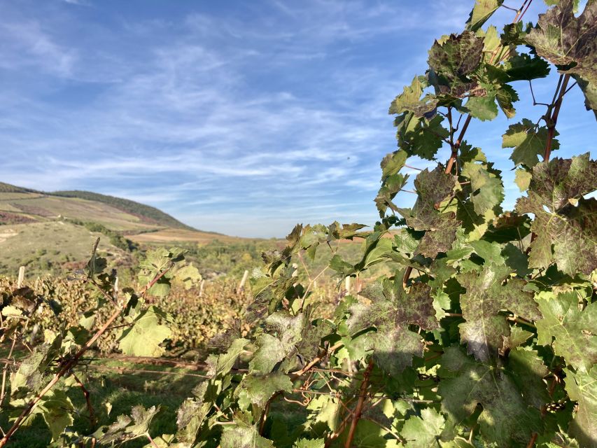 Eger: Countryside, Culture, and Wine Private Tour - Who This Tour Fits Best (And Who Might Want Something Else)
