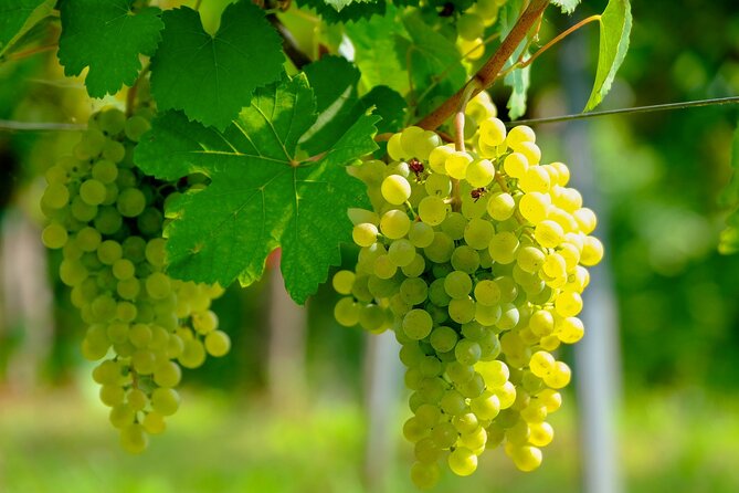 Etyek Private Half-Day Wine Tasting Tour from Budapest - The private ride: pickup, air-conditioning, and a real timetable