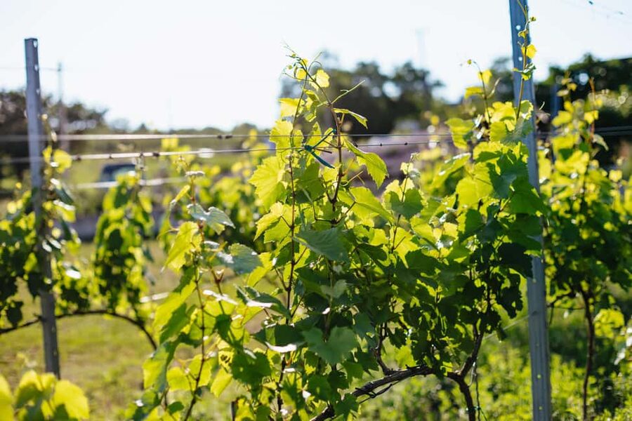 From Budapest: Etyek Wine Tasting Tour with 3-Course Meal - The Farm 3-Course Meal: Starter, Main, Dessert After Wine