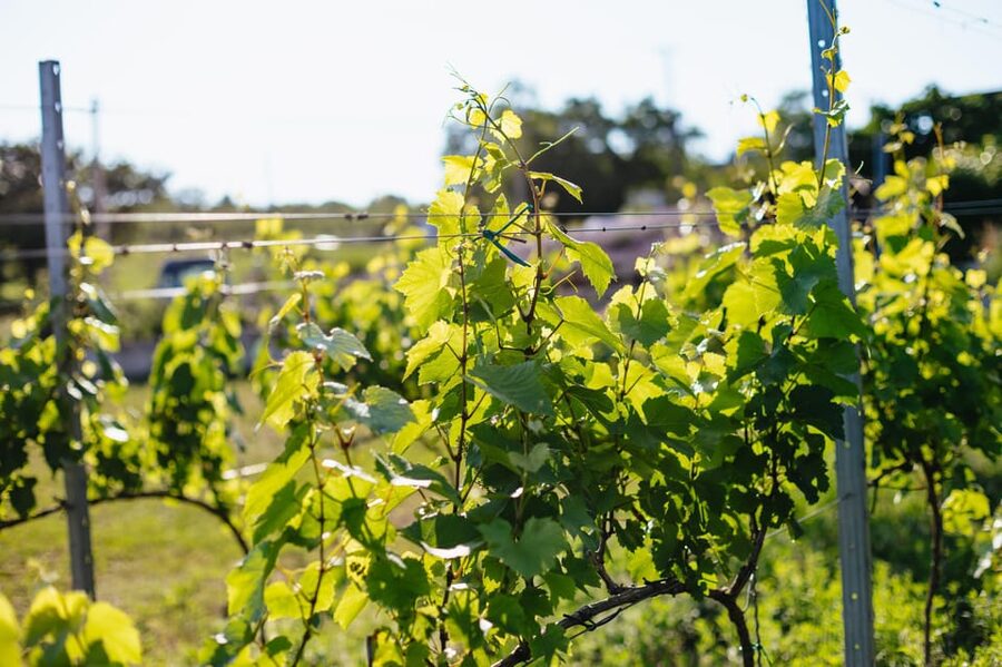 From Budapest: Etyek Wine Tasting Tour with 3-Course Meal - Price and Value Check for $102