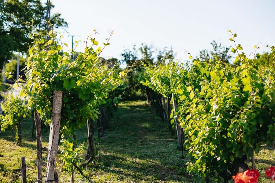 From Budapest: Etyek Wine Tasting Tour with 3-Course Meal - Small-Group Comfort and Practical Tips for a Smooth Day