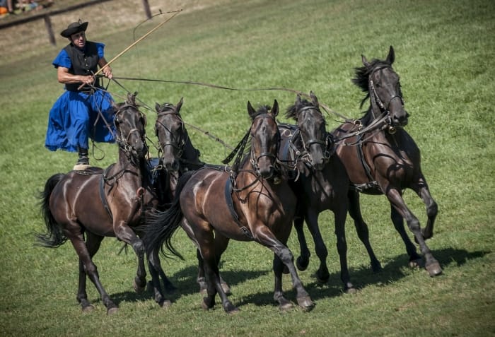 From Budapest: Puszta Horse Show and Countryside Visit - Key Highlights You Should Know