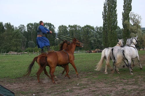 From Budapest: Puszta Horse Show and Countryside Visit - Lajosmizse Farm Stop: Palinka, Aperitif, and Country Hospitality