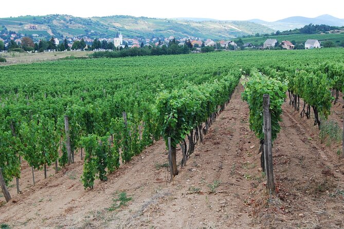 Half Day Tokaj Wine Tasting Tour in Mád Hungary with lunch - Walking Rákóczi Street and the Fruit Juice Tasting Test