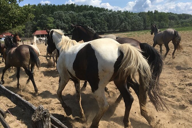 Horseshow on the Hungarian Puszta, private tour from Budapest with entry! - Lunch With Wine: Comfort That Makes the Whole Day Work