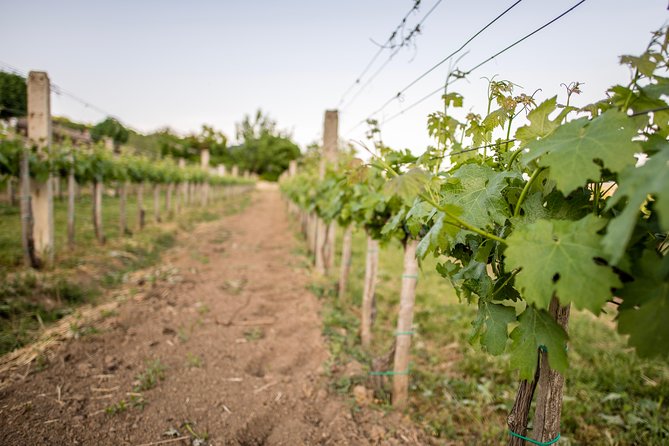 Lake Balaton Full Day Private Wine Tour - Price and value: what $1,919.88 per group buys you
