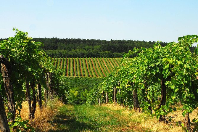 Private Lake Balaton Experience with an unforgettable Wine Tasting - Why this private Lake Balaton day works so well from Budapest