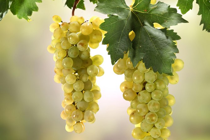 Private Lake Balaton Experience with an unforgettable Wine Tasting - What the winery stops can feel like, including Csopak highlights