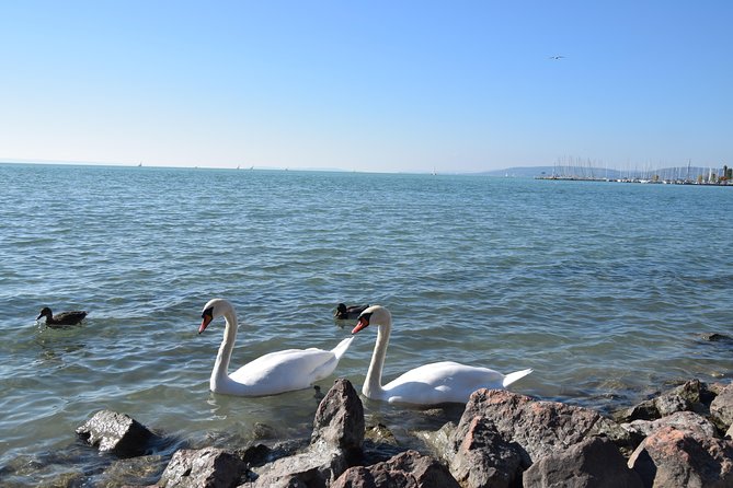 Private Lake Balaton Experience with an unforgettable Wine Tasting - Price and value: what you are really paying for at about $372 per person
