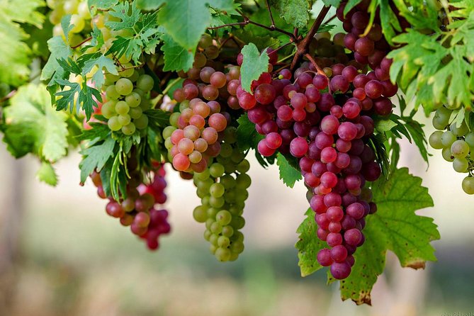Private Lake Balaton Experience with an unforgettable Wine Tasting - Who this tour fits best (and who should consider something else)