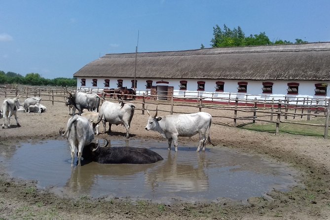 The "Puszta" Horse Show - Lunch in the Puszta: more than a break, it’s part of the show