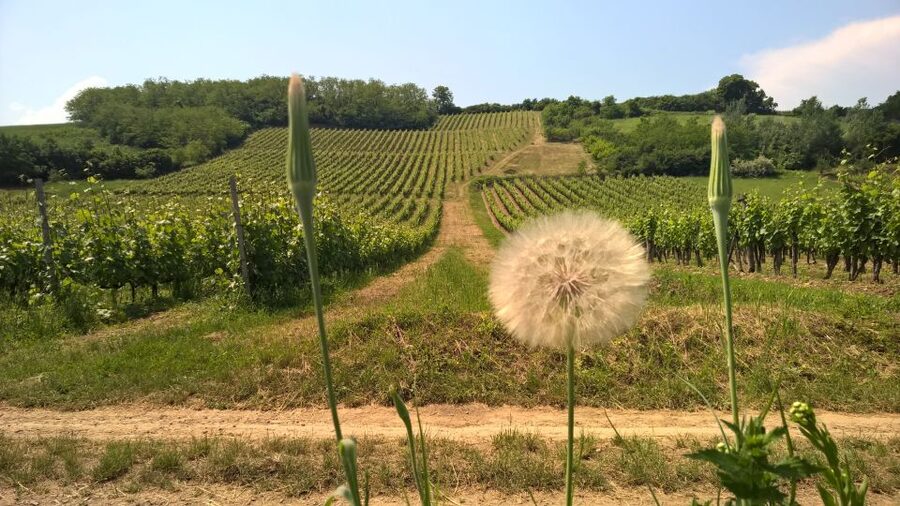 Tokaj: Classic Wine Tasting - Should you book Tokaj: Classic Wine Tasting?